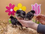 Marans groot baby kuikens hennetjes, gesekst en ingeënt, Vrouwelijk, Kip