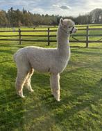 alpaca hengst, Dieren en Toebehoren, Overige Dieren, Mannelijk, Voor 1 juli 2024