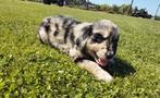 Golden retriever / border collie, Golden retriever, 8 tot 15 weken, Meerdere, Meerdere dieren