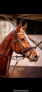 Drachtige denzel x odermus merrie, Dieren en Toebehoren, Paarden, Merrie, Met stamboom, Springpaard, Niet van toepassing