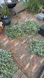 Eucalyptus takken, Ophalen of Verzenden, Zomer, Overige soorten, Volle zon