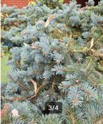 5x Picea Pungens, op stam, Tuin en Terras, Overige soorten, Ophalen
