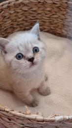 Brits/Britse Korthaar kitten met stamboom+eigendomsbewijs., Dieren en Toebehoren, Katten en Kittens | Raskatten | Korthaar, Kater