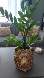 Bloempot met plant, Ophalen, Overige soorten, Minder dan 100 cm