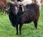 Stamboek Skudde ram (2023), Mannelijk, Schaap, 0 tot 2 jaar