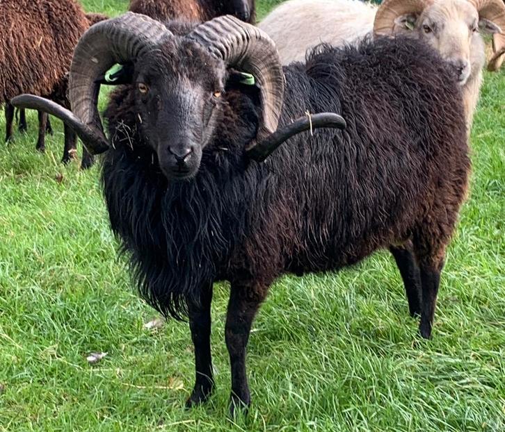 Stamboek Skudde ram (2023), Dieren en Toebehoren, Schapen, Geiten en Varkens, Schaap, Mannelijk, 0 tot 2 jaar