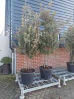 Meerstammige steeneik struiken quercus ilex, Ophalen of Verzenden, Volle zon, Overige soorten