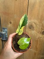 Monstera deliciosa variegata plant lemon lime mint aurea, Huis en Inrichting, Ophalen of Verzenden, Halfschaduw, Minder dan 100 cm