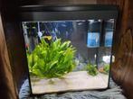 Draaiend Superfish aquarium aqua 30 met mega veel assecoires, Ophalen, Gebruikt, Gevuld zoetwateraquarium