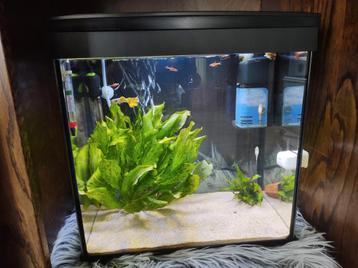 Draaiend Superfish aquarium aqua 30 met mega veel assecoires beschikbaar voor biedingen