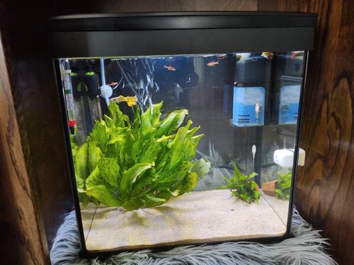 Draaiend Superfish aquarium aqua 30 met mega veel assecoires, Dieren en Toebehoren, Vissen | Aquaria en Toebehoren, Gebruikt, Gevuld zoetwateraquarium