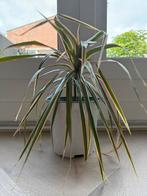 Drakenbloedboom (H:30cm), Groene kamerplant, Ophalen, Overige soorten, Minder dan 100 cm