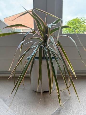 Drakenbloedboom (H:30cm) beschikbaar voor biedingen