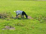 Zwartbonte dwerggeit, Dieren en Toebehoren, Schapen, Geiten en Varkens, Vrouwelijk, Geit