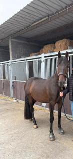 Prachtige, betrouwbare ruin TE KOOP - Menpaard, Dieren en Toebehoren, Paarden, Gechipt, Ruin, Niet van toepassing, 3 tot 6 jaar