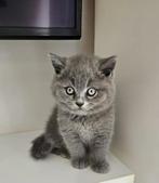 Britse korthaar kittens, Dieren en Toebehoren, Katten en Kittens | Raskatten | Korthaar, Meerdere dieren, Ontwormd, 0 tot 2 jaar