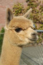 Mooie fawn kleurige hengst, Dieren en Toebehoren, Mei, Mannelijk