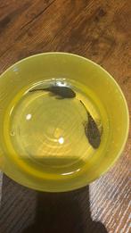 Ancistrus algeneter, Dieren en Toebehoren, Vis