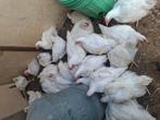 Mestkuikens mesthaantjes, Dieren en Toebehoren, Pluimvee, Meerdere dieren, Kip