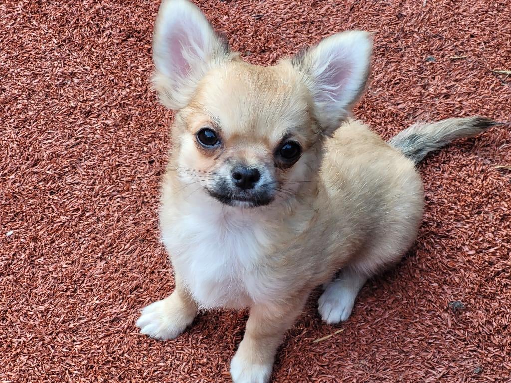 Prachtige chihuahua reu met FCI stamboom, Parvo, 15 weken tot 1 jaar, Meerdere, Meerdere dieren