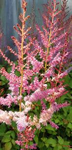 diverse vaste planten vanaf €1.50, Tuin en Terras, Planten | Tuinplanten, Ophalen of Verzenden, Overige soorten, Halfschaduw