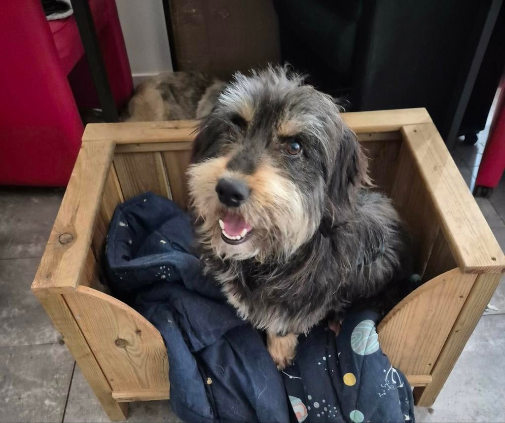 Lieve sociale Skip wacht op een liefdevolle seieuze familie, Dieren en Toebehoren, Particulier, Reu, 1 tot 2 jaar, Buitenland