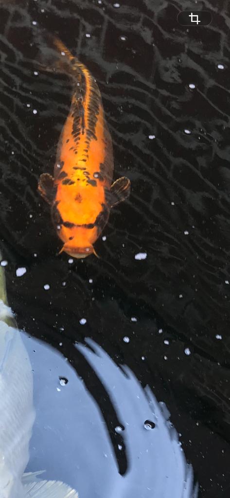 Doitsu matsuba, Karper of Koi