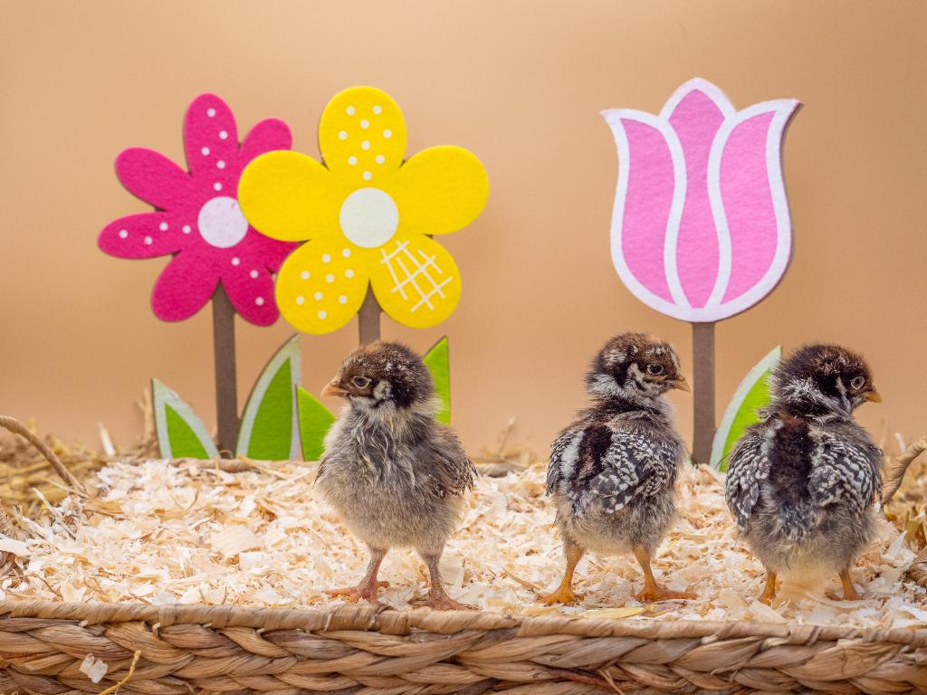 Jonge Barnevelder kuikens zilver gezoomd gesekst & ingeënt, Vrouwelijk, Kip