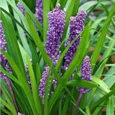 Liriope muscari big Blue. Leliegras, siergras P9 planten, Vaste plant, Siergrassen, Ophalen of Verzenden, Halfschaduw