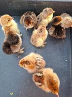 kuiikens van brahma porcelein groothoen, Dieren en Toebehoren, Pluimvee, Kip