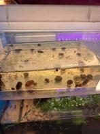 Posthoornslakken, Dieren en Toebehoren, Vis