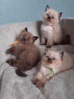 Ragdoll kittens met stamboom, Meerdere dieren, Met stamboom, 0 tot 2 jaar