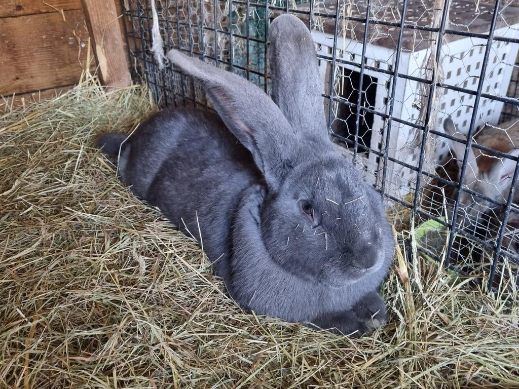 Blauwe duitse reus, Mannelijk, Groot