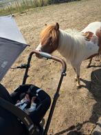 Weide gezocht voor minipaardjes, Weidegang, 4 paarden of pony's of meer