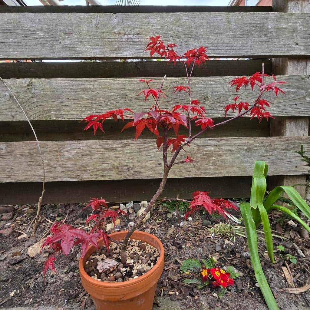 Acer palmatum red wine pre bonsai, Vaste plant, Bloeit niet, Halfschaduw, Ophalen
