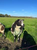 Super luxe bonte dekram stamboek, zwoegervrij en ARR-ARR, Mannelijk, Schaap