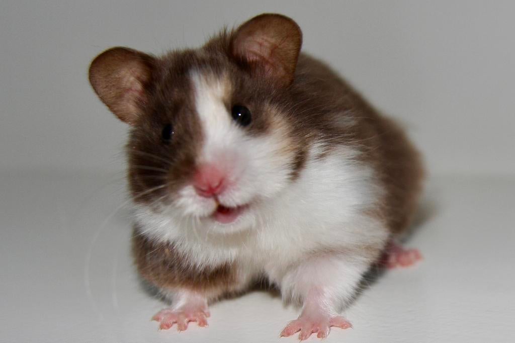Jonge syrische hamsters / goudhamsters te koop., Hamster, Maart, Meerdere dieren, Tam