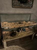 Glazen caviaflat, Dieren en Toebehoren, Ophalen, 110 cm of meer, Zo goed als nieuw, 90 cm of meer