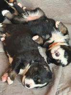 Berner Sennen puppies, 8 tot 15 weken, Meerdere, Meerdere dieren, Nederland