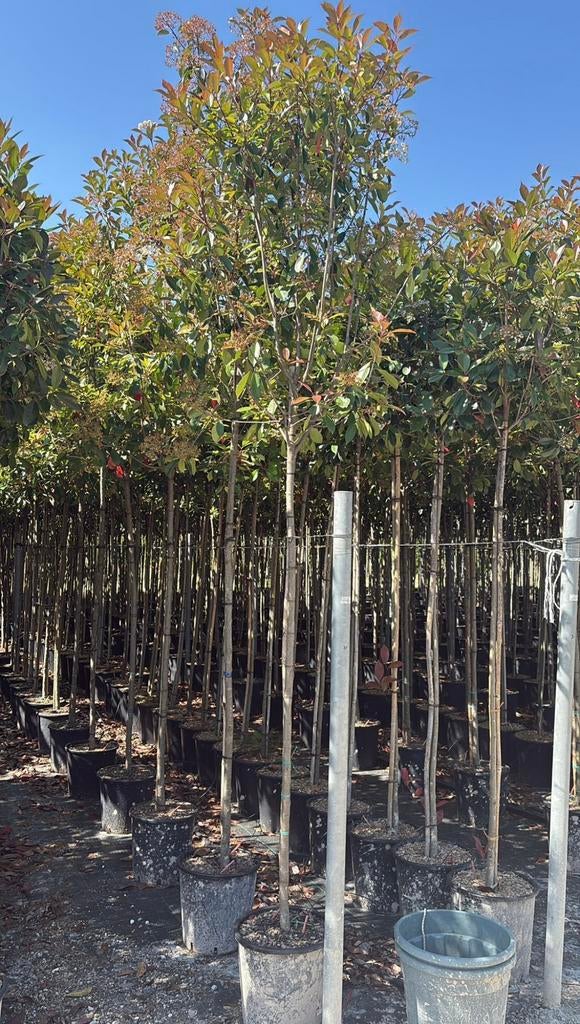 Glansmispel photinia red robin bomen in maten, Ophalen of Verzenden, Volle zon
