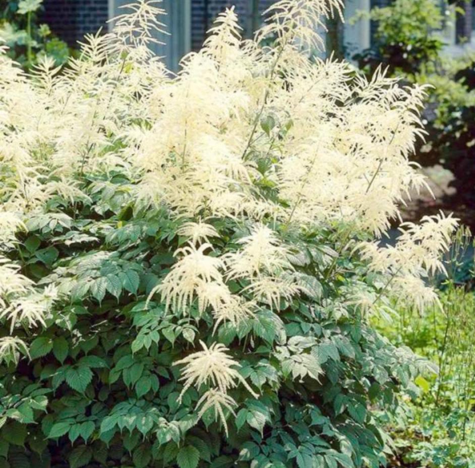 Geitenbaard planten, Tuin en Terras, Planten | Tuinplanten, Ophalen of Verzenden, Zomer, Vaste plant, Halfschaduw