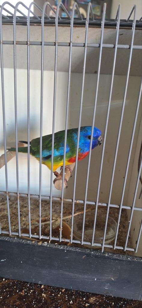 Splendid parkiet, mannetje., Mannelijk, Parkiet