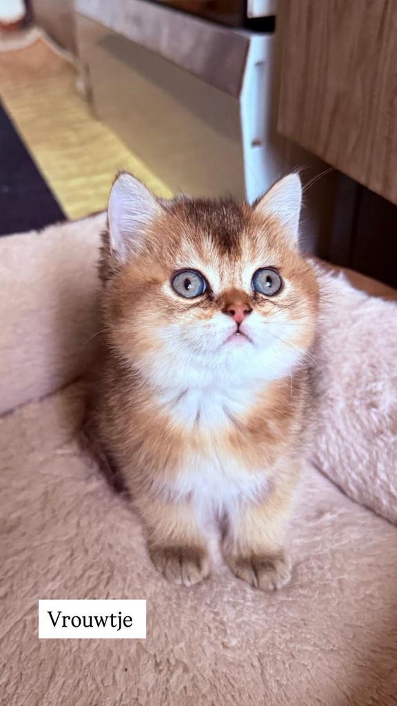 Briste korthaar black golden shaded kittens, 0 tot 2 jaar