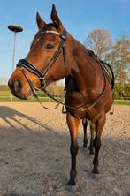 Allround E-pony te koop, Zadelmak, 7 tot 10 jaar, Recreatiepony, Merrie