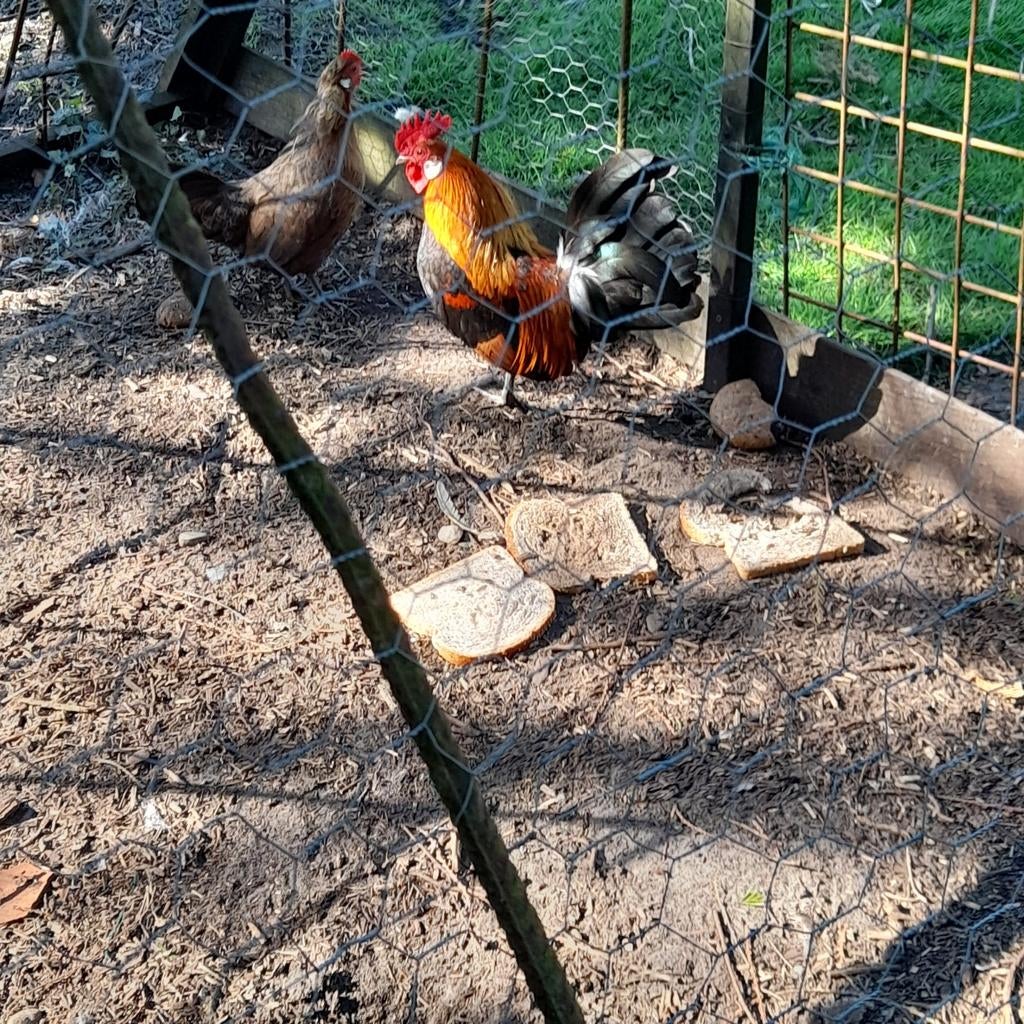 1span  Drense patrijs, Dieren en Toebehoren, Mannelijk, Kip