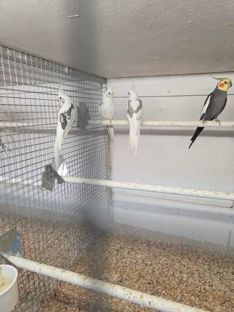 Mooie valkparkieten, Meerdere dieren, Parkiet