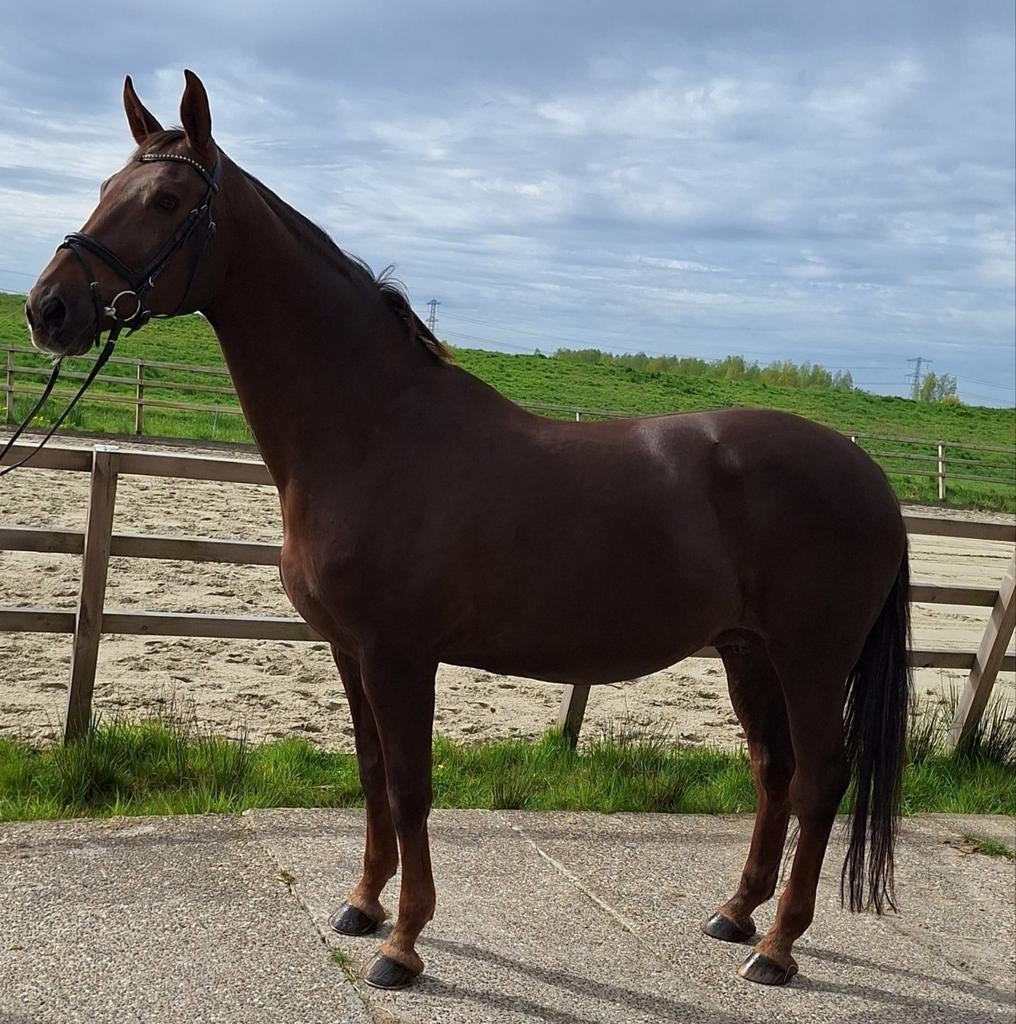 Super leuke fokmerrie!, Merrie, Met stamboom, Dressuurpaard, L