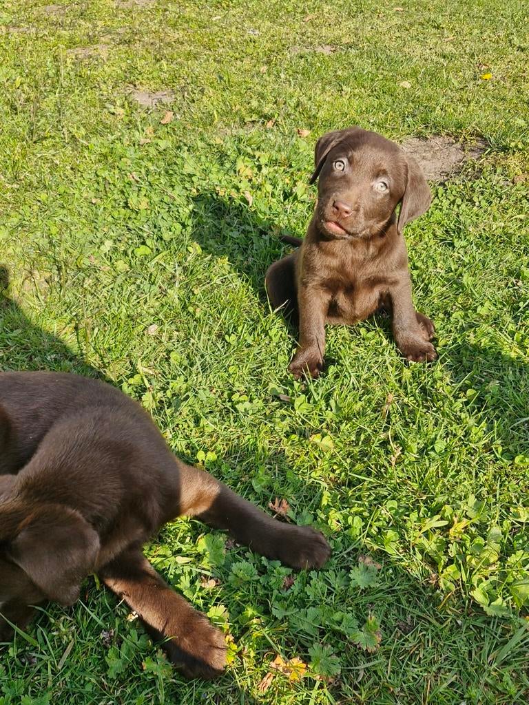 Leuke labrador pups, Dieren en Toebehoren, Honden | Retrievers, Spaniëls en Waterhonden, Parvo, 8 tot 15 weken, Labrador retriever