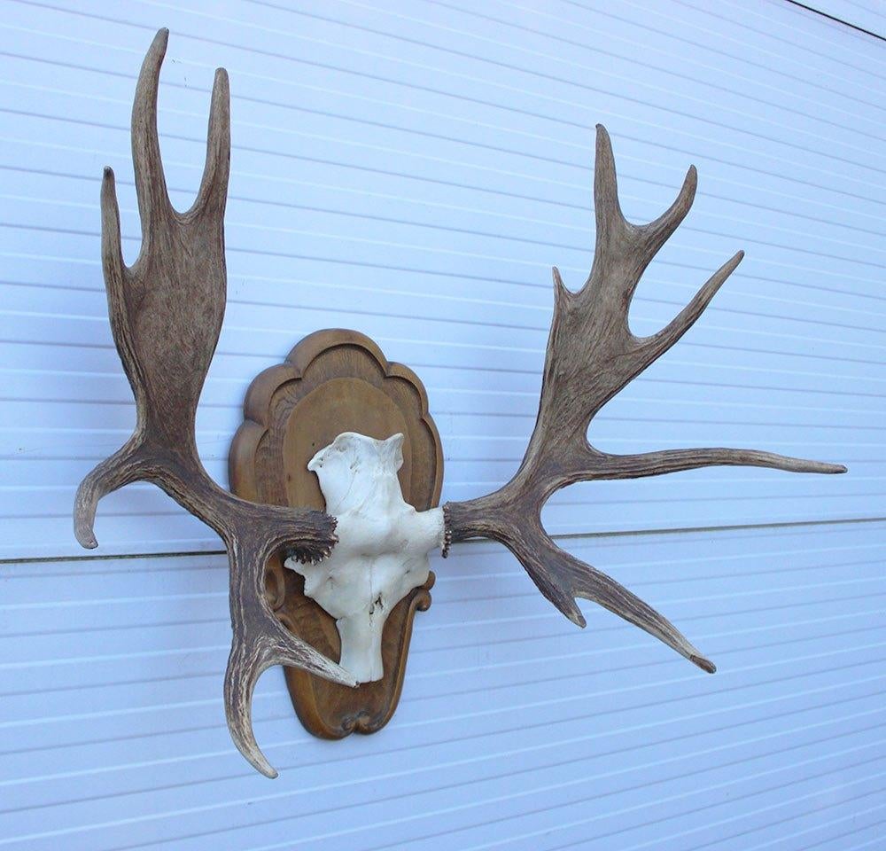 Groot decoratief ELAND GEWEI op houten schild - ref. K, Verzamelen, Ophalen, Gebruikt, Hert, Gewei of Kop