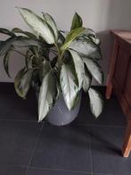 Stralitia in stenen pot, Ophalen, Halfschaduw, Minder dan 100 cm